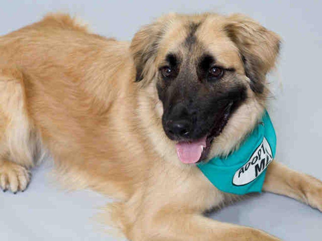 1024x768 Patch Pet: Sun Sun is an Active Anatolian Shepherd Mix. North Hills, PA Patch