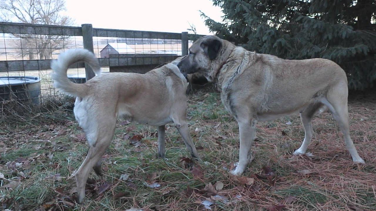 1920x1080 Anatolian Shepherd foreplay at dusk