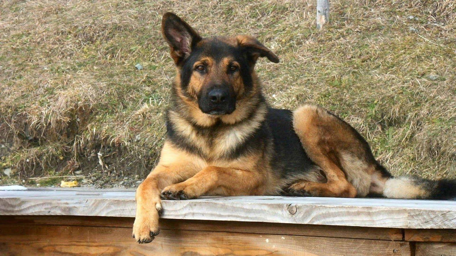 1600x900 Wallpaper German Shepherd. German Shepherd Puppy Wallpaper, Australian Shepherd Puppy Wallpaper and Derek Shepherd Wallpaper