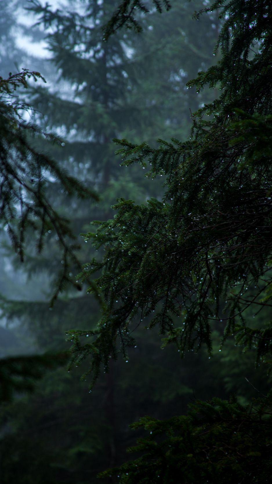 938x1668 Download Wallpaper 938x1668 Branch, Fog, Drops, Rain, Dark Iphone 8 7 6s 6 For Parallax HD Background