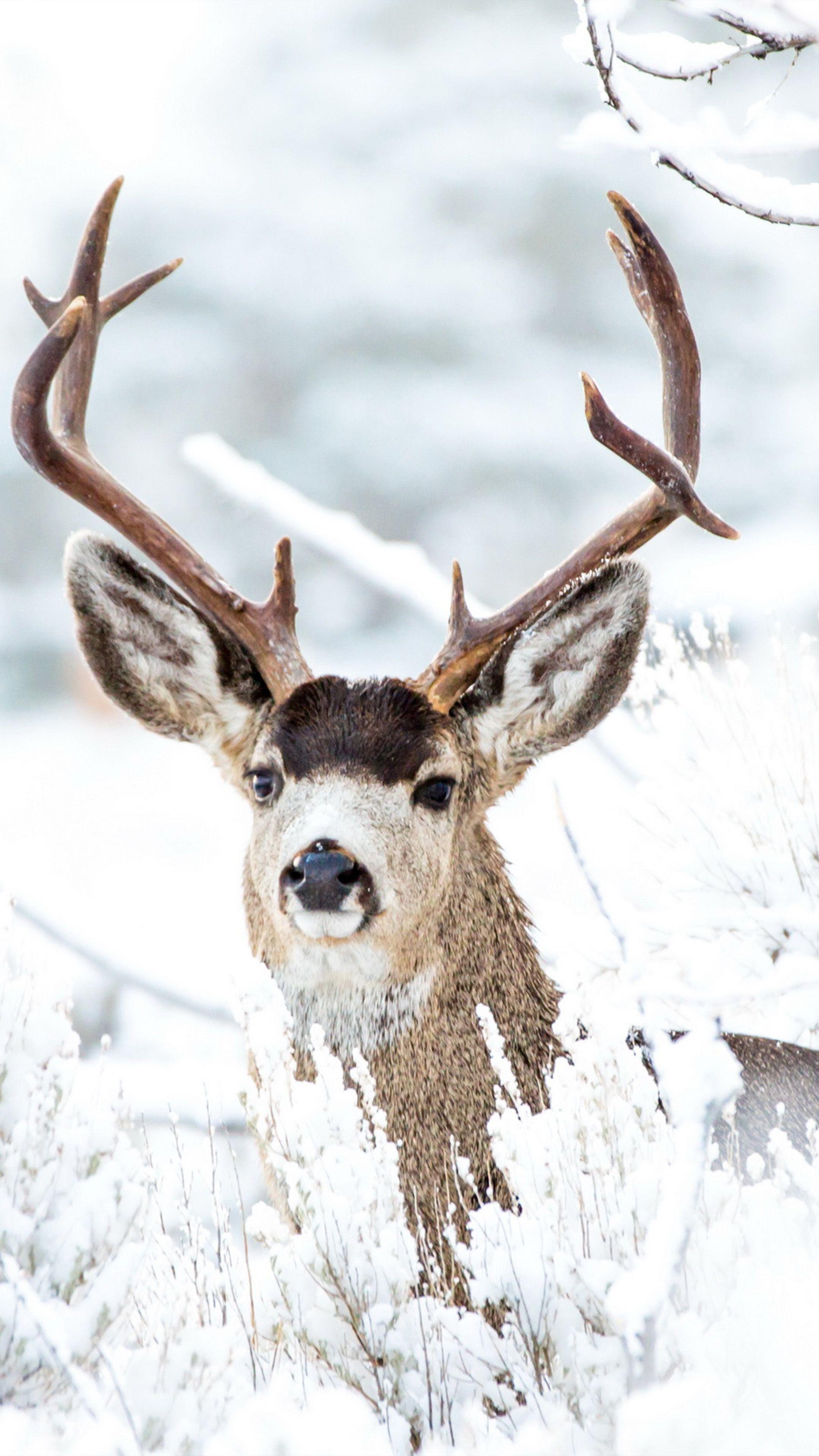 Snow Deer Wallpapers - Top Free Snow Deer Backgrounds - WallpaperAccess