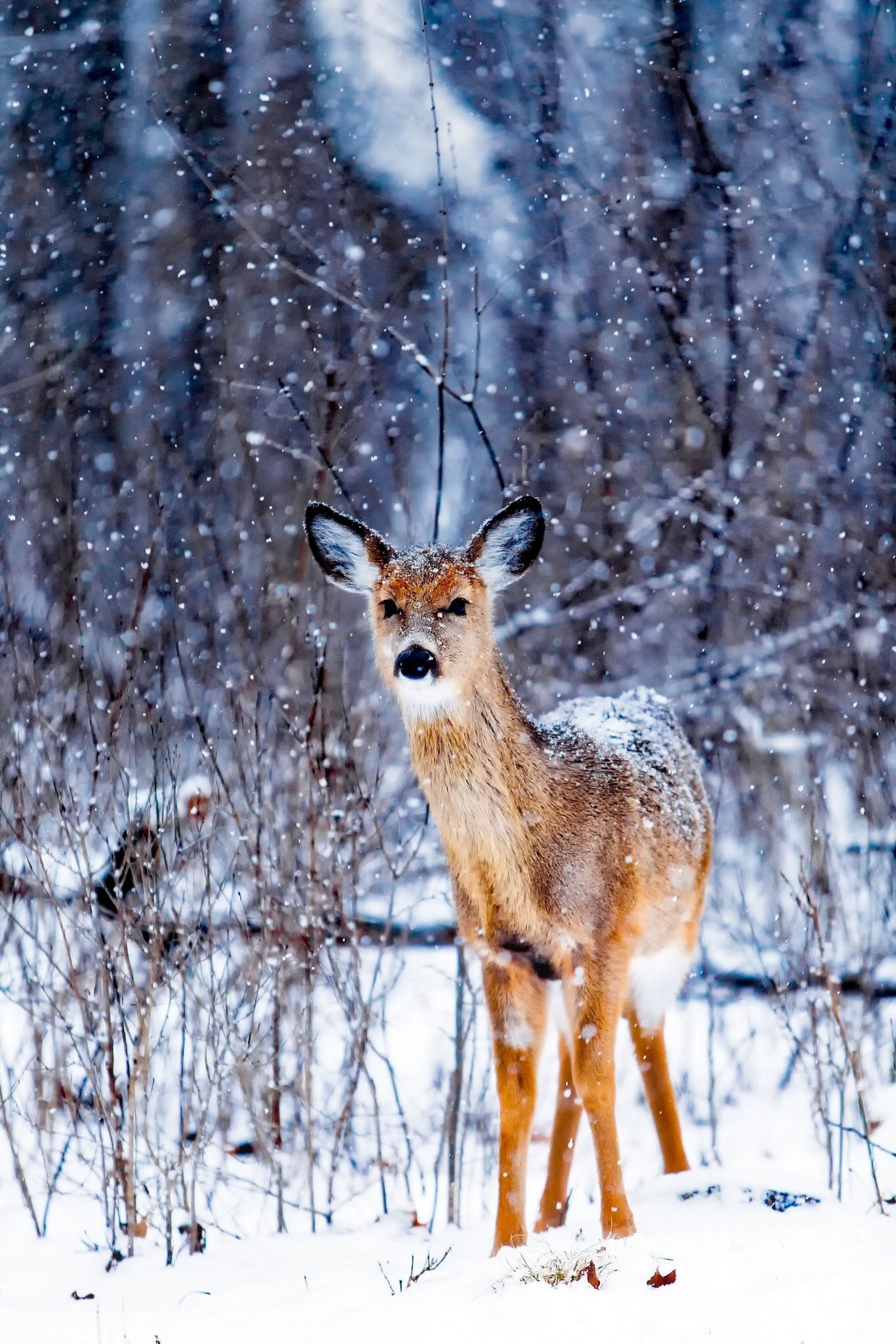 1921x2881 Deer In Snow Wallpaper