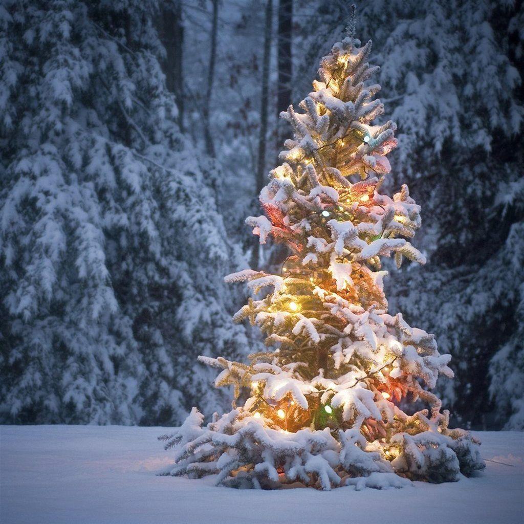 1024x1024 Neon Light On Snowy Christmas Tree #iPad #wallpaper. Snowy christmas tree, Christmas lights, Christmas lights wallpaper