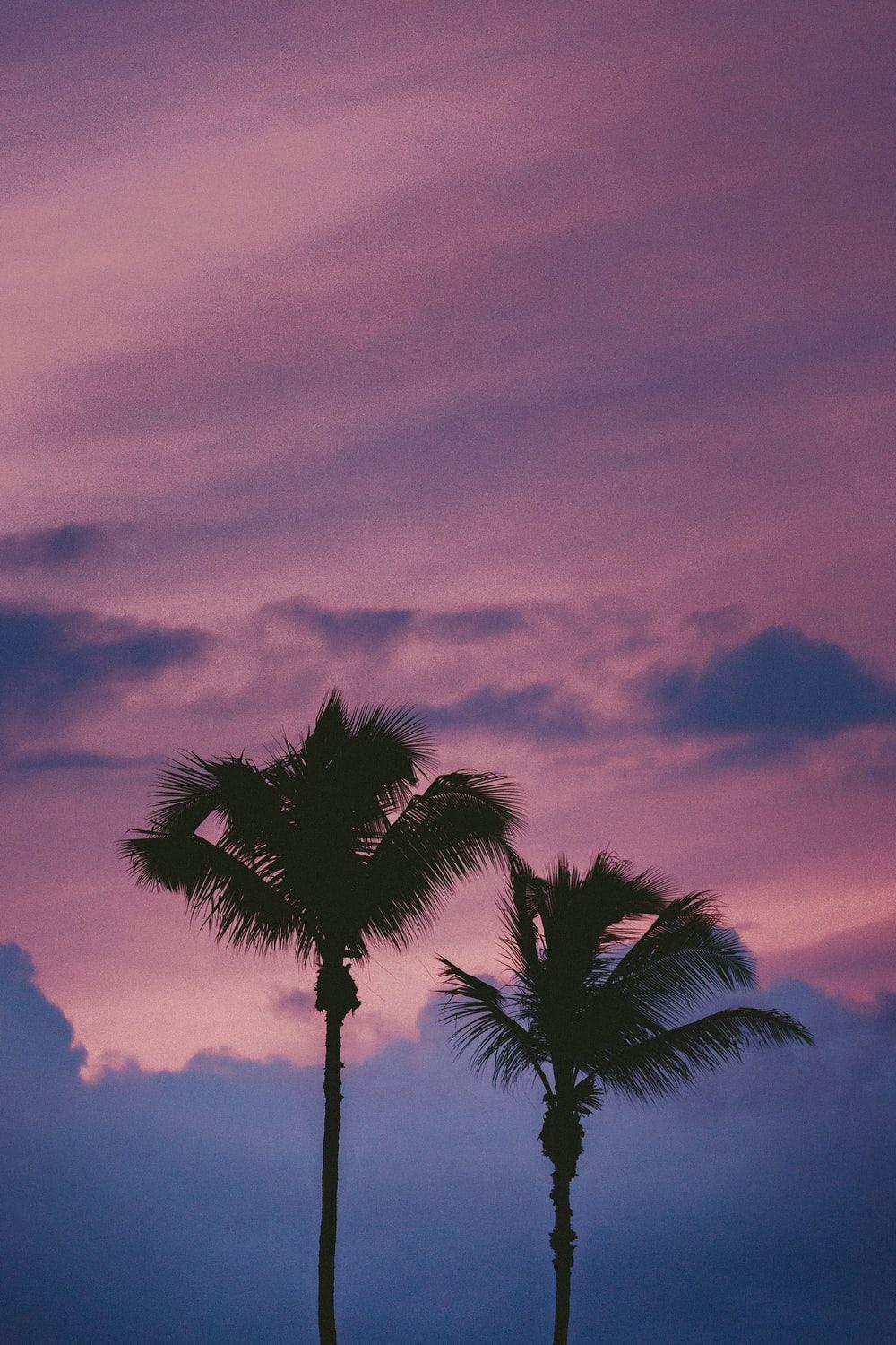 1000x1500 Purple Wallpaper: Free HD Download [HQ]