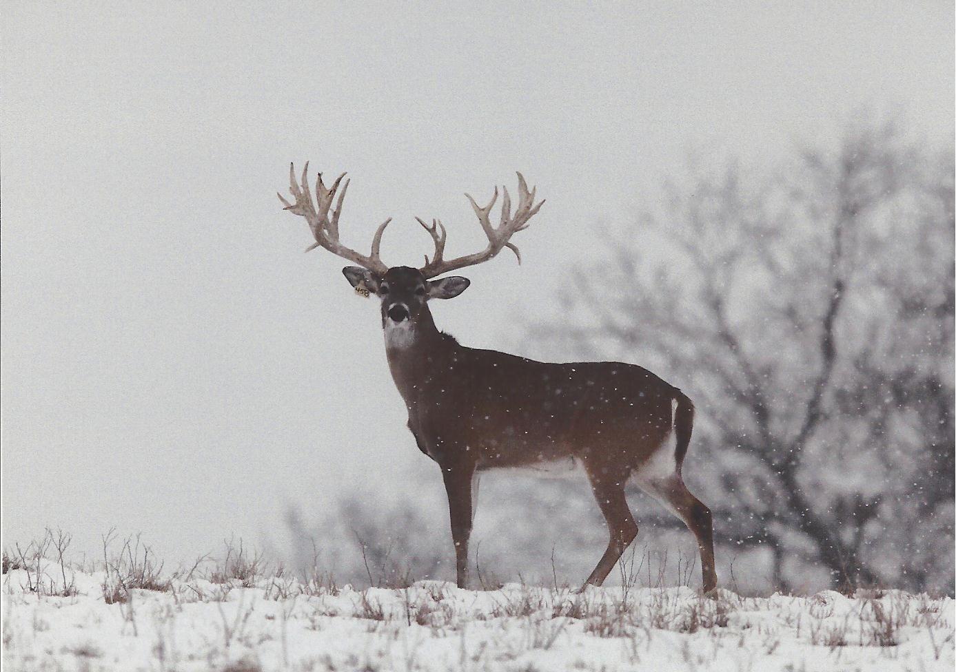 1387x976 Whitetail Deer Wallpaper. Reindeer Wallpaper, Christmas Reindeer Wallpaper and Deer Skull Wallpaper