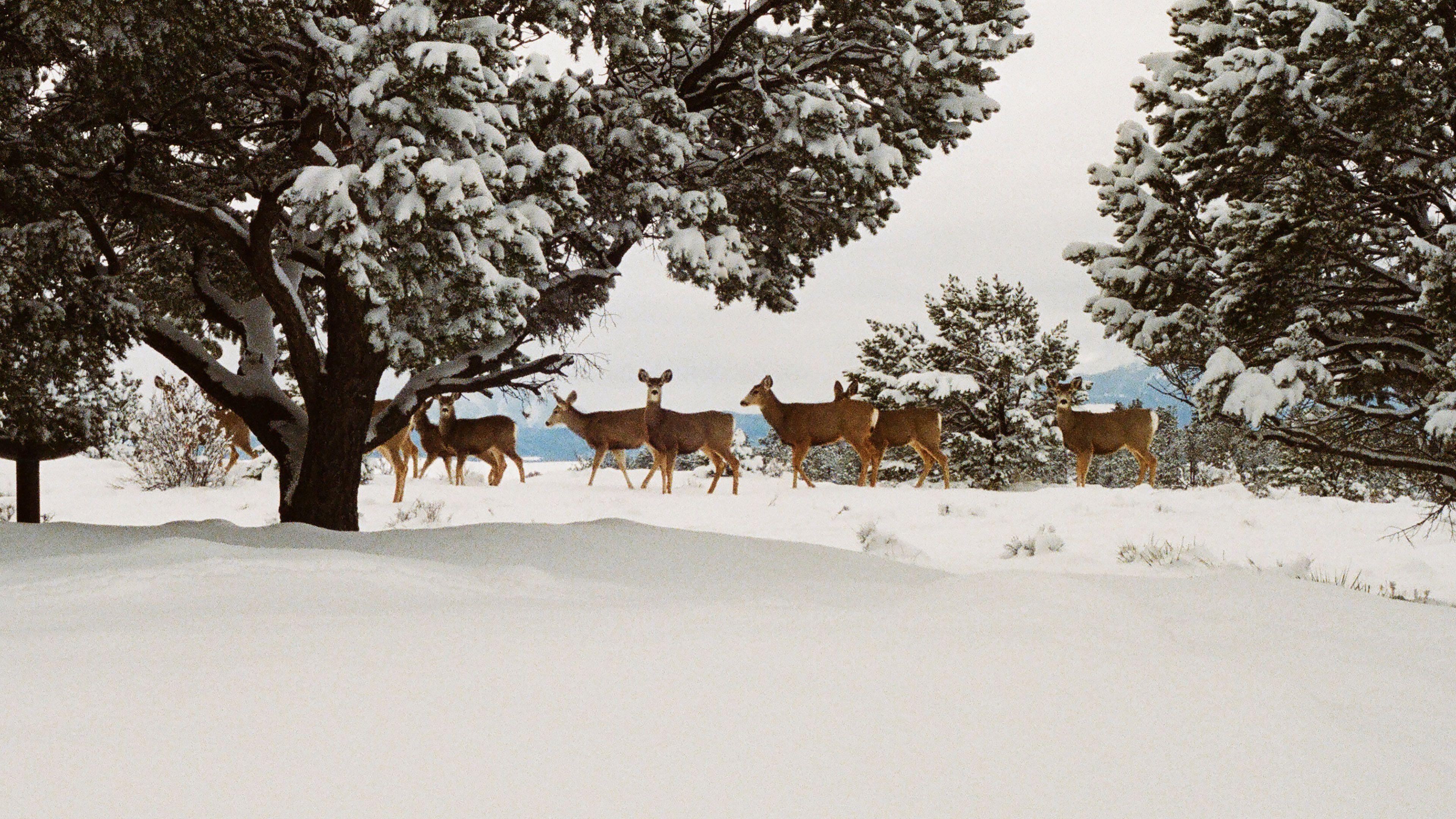 3840x2160 Snow Deer Winter Nature Animals