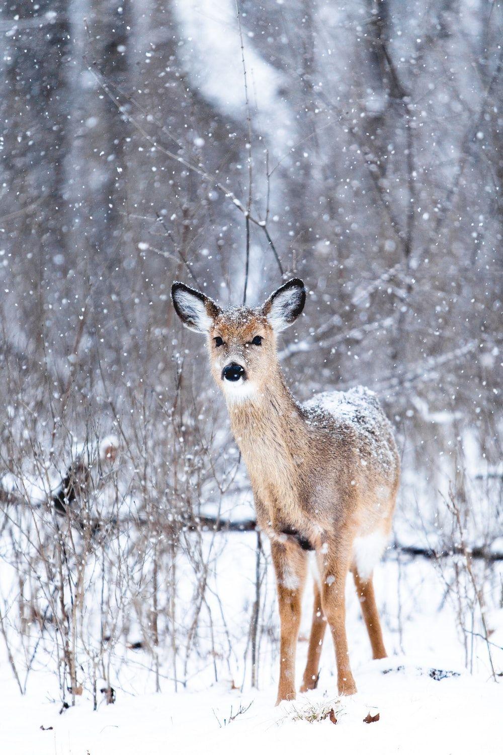 1000x1500 Deer Snow Winter Forest HD Wallpaper. Best HD Wallpaper