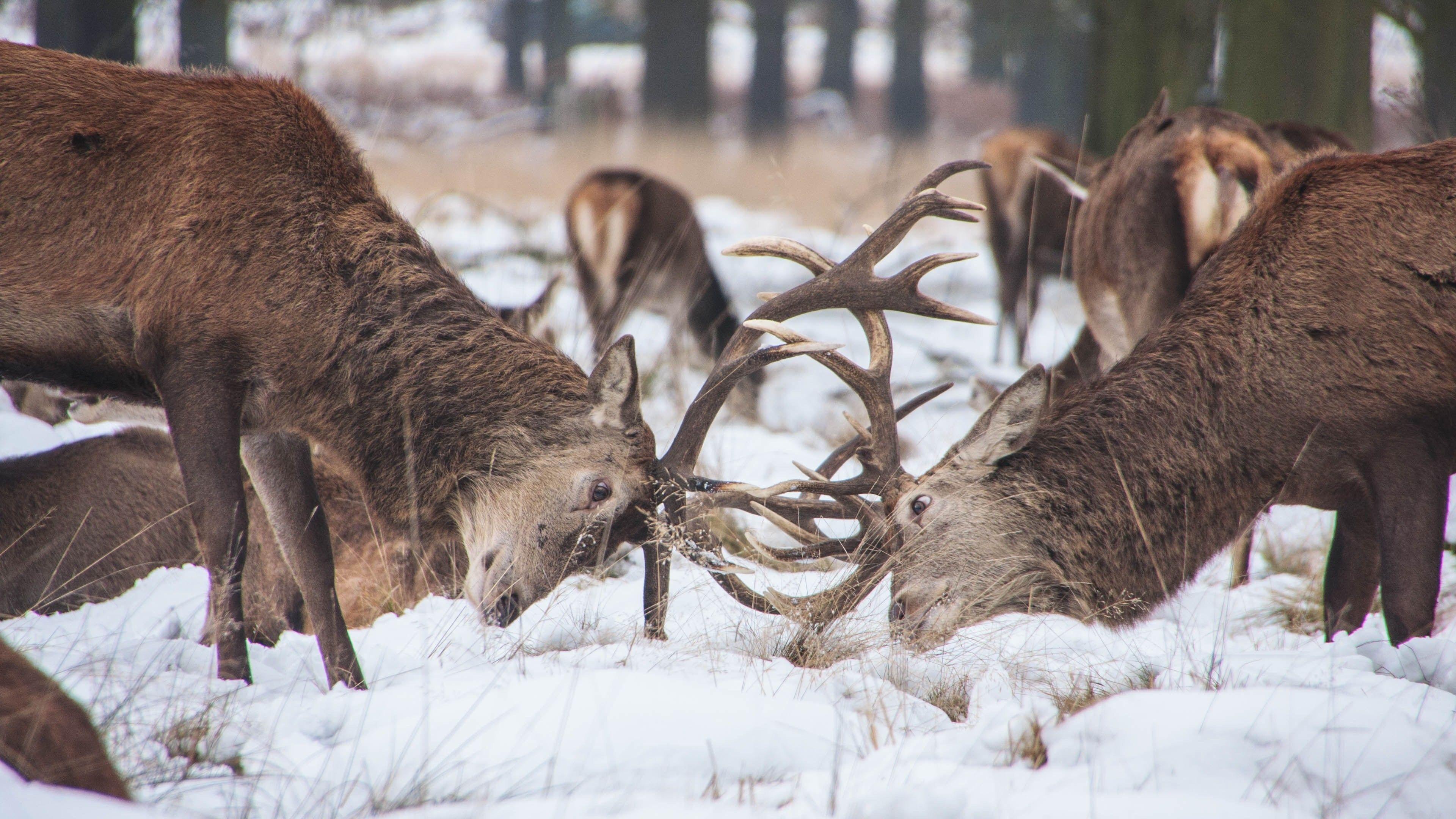 3840x2160 Deer Fight in Snow 4K Wallpaper