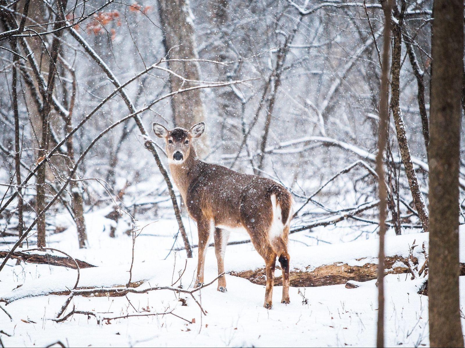 1600x1200 Download wallpaper 1600x1200 deer, forest, snow, trees standard 4:3 HD background