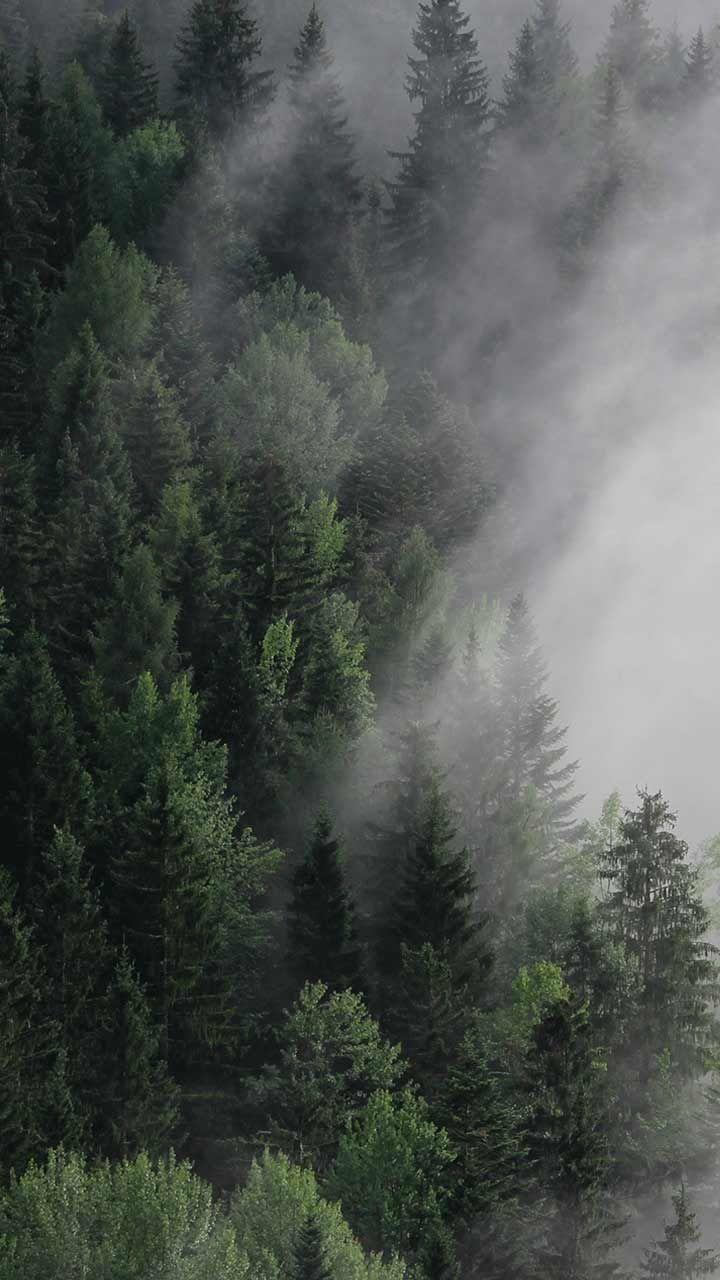 720x1280 Forest Photo. iPhone background nature, iPhone wallpaper green, Forest wallpaper iphone