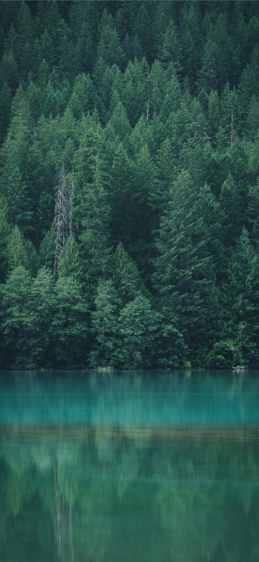 1000x2165 Forest reflection at Diablo Lake iPhone 11 Wallpaper Free Download. Forest wallpaper, Diablo lake, Picture