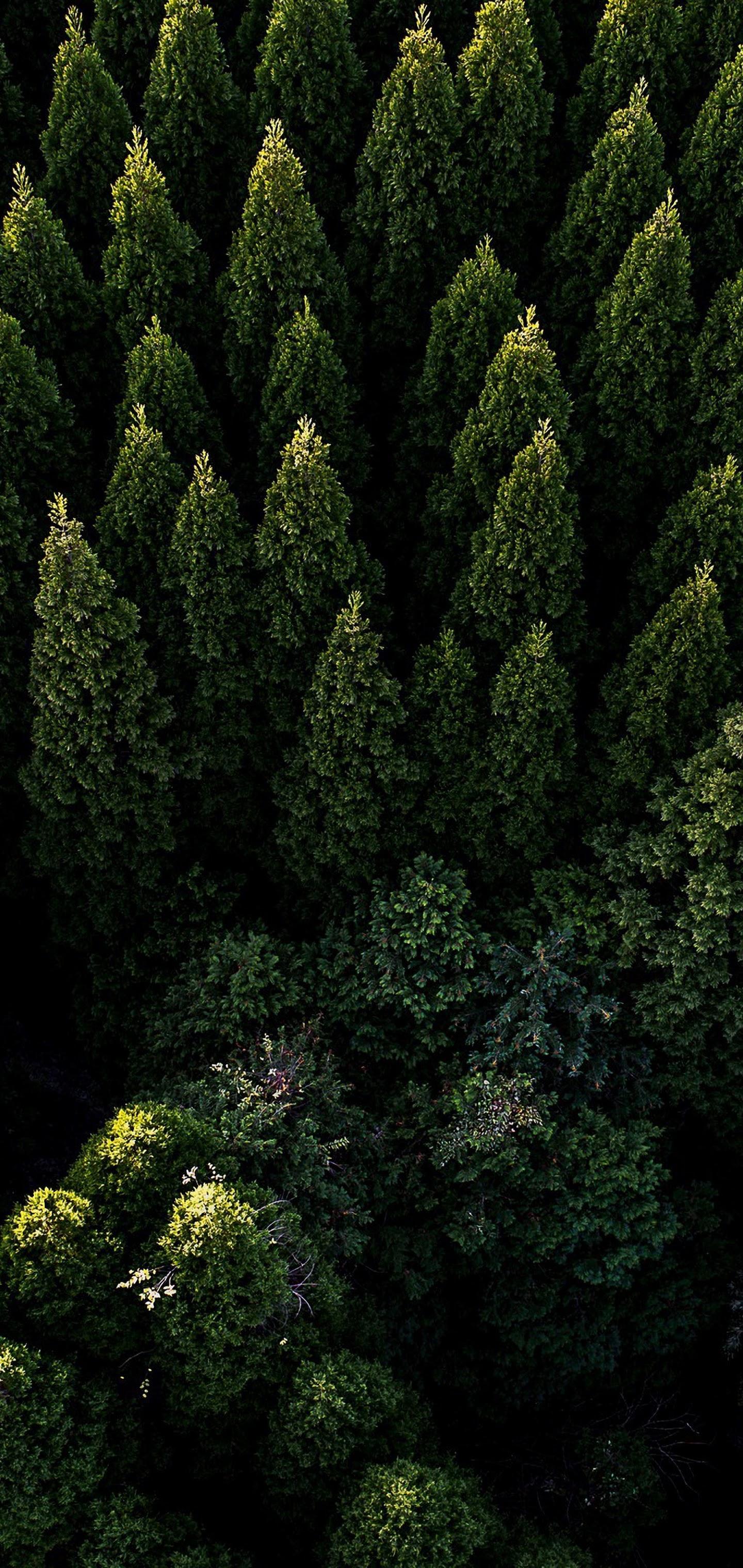 1440x3040 iPhone 11 HD 4k Forest Wallpaper