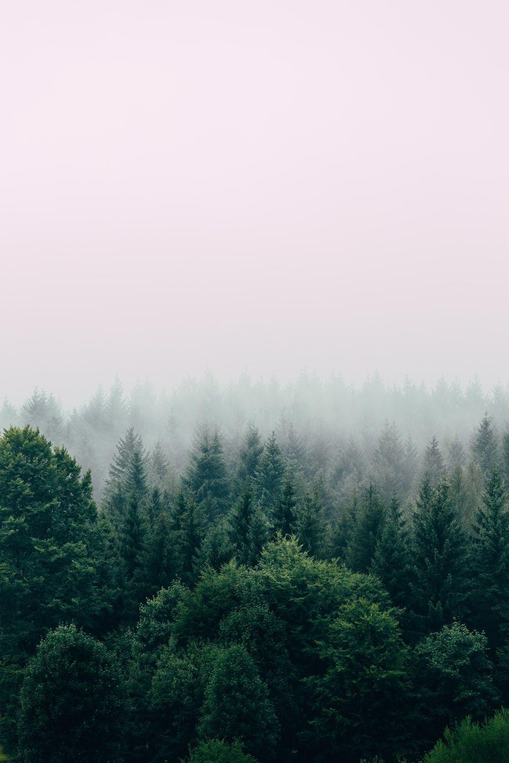 1000x1500 Forest Wallpaper Free HD Download 500 Hq HD Wallpaper
