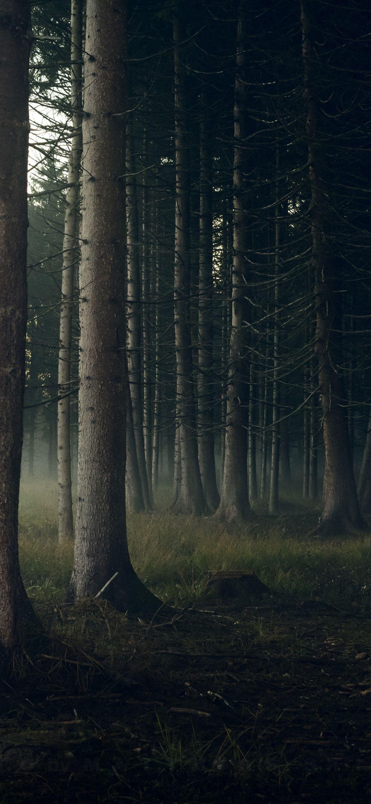 1242x2688 iPhone Wallpaper Forest, Trunks, Fog, Morning HD Wallpaper