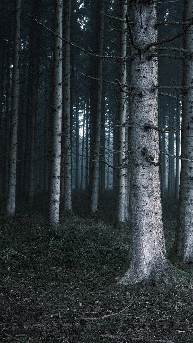 750x1334 Forest Hình nền iPhone - Hình nền HD miễn phí tuyệt vời