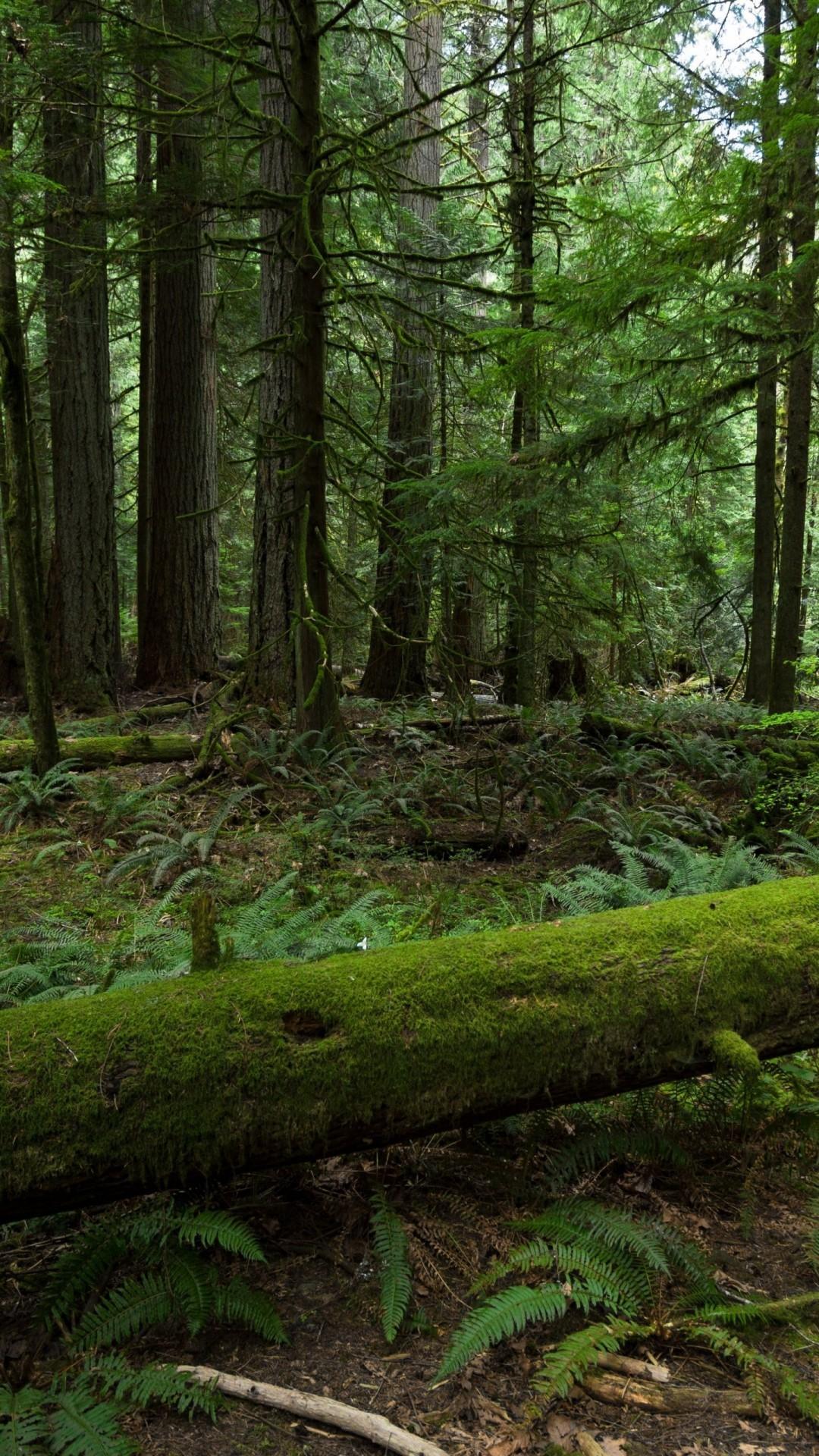 1080x1920 Forest HD Wallpaper for iPhone 6s Plus