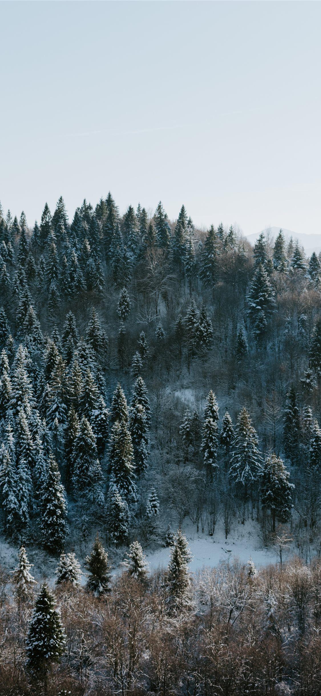 1125x2436 Winter Forest Wallpaper iPhone HD Wallpaper