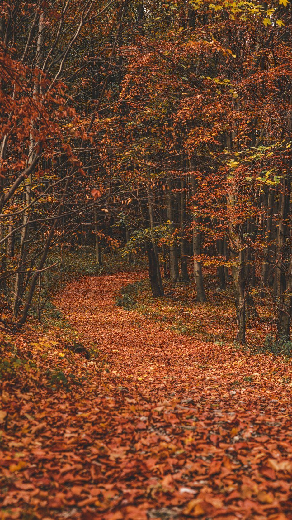 938x1668 Download Wallpaper 938x1668 Autumn, Forest, Trail, Leaves, Fallen, Trees, Turn Iphone 8 7 6s 6 For Parallax HD Background