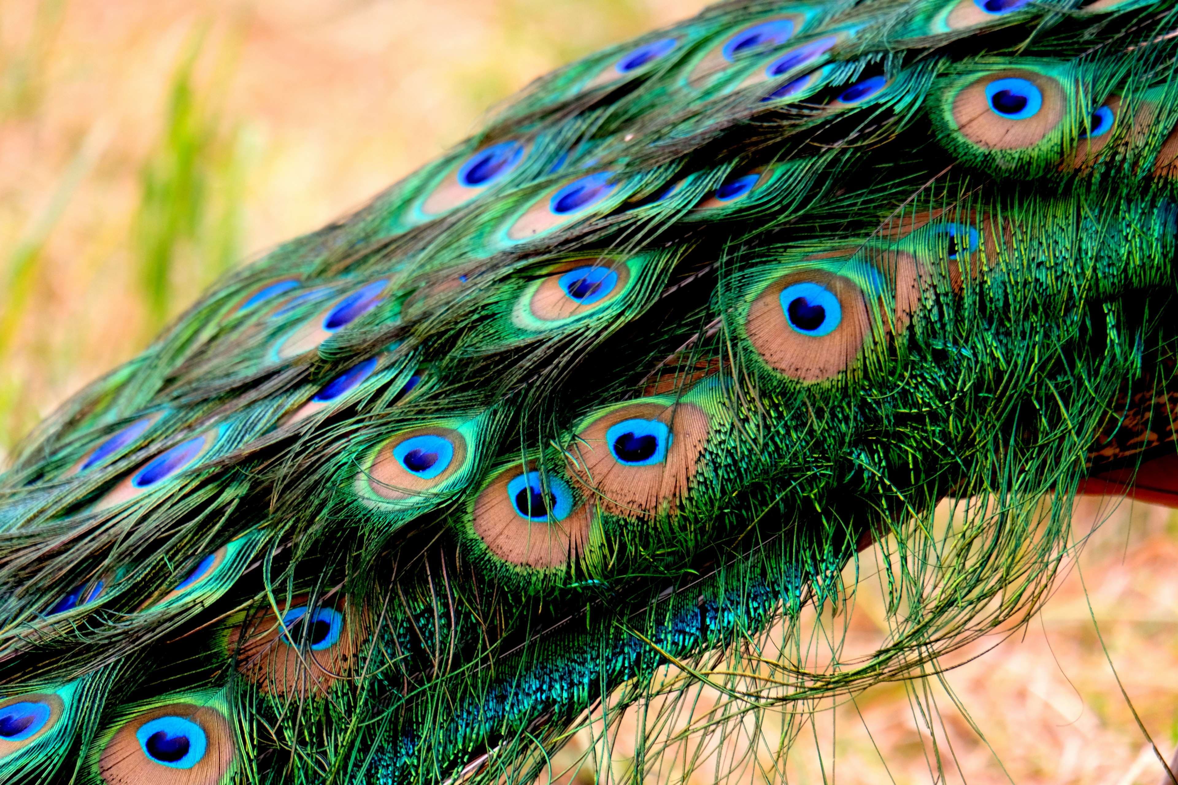 3840x2560 peacock HD wallpaper, Background