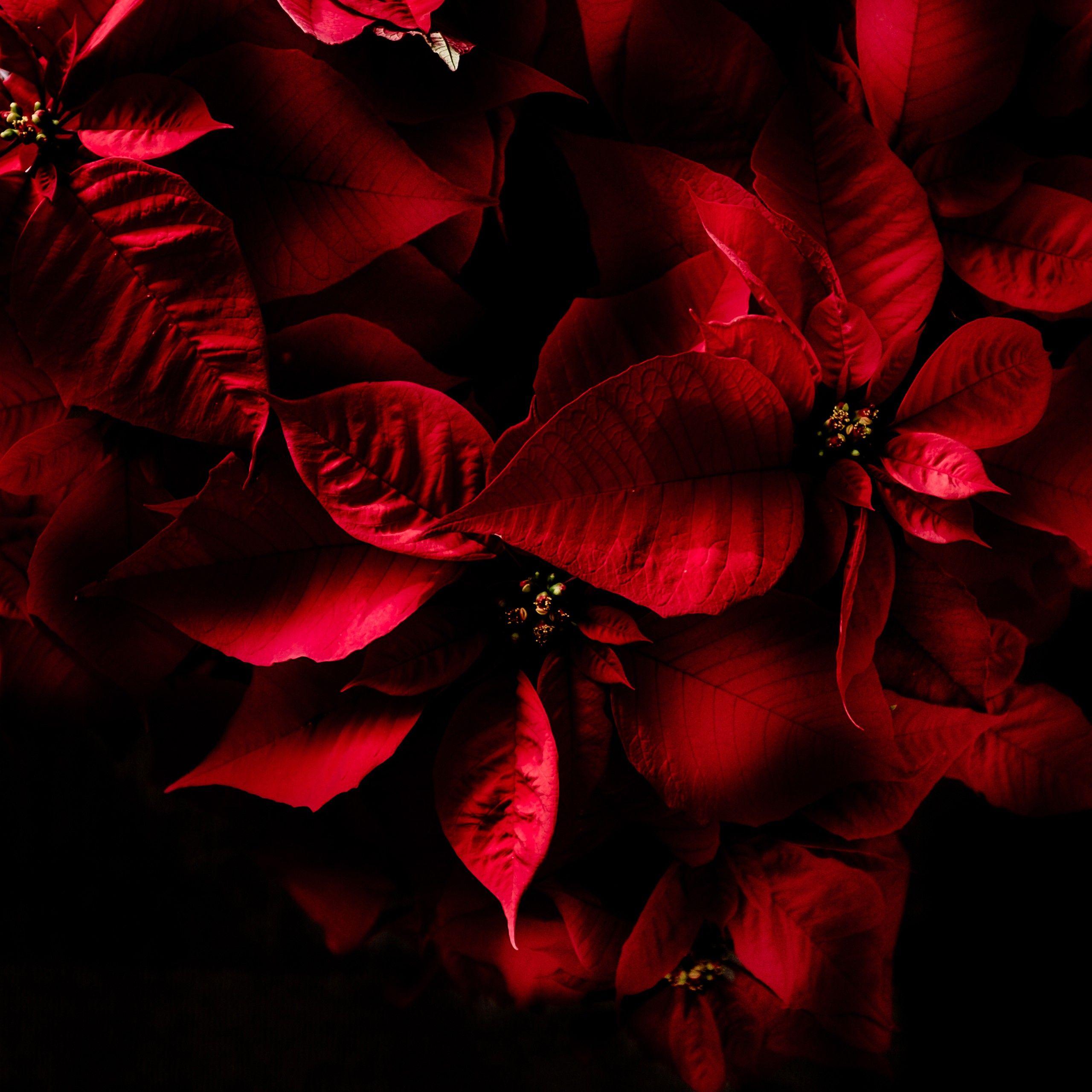 2560x2560 AMOLED Red Leaves 4K 5K Wallpaper