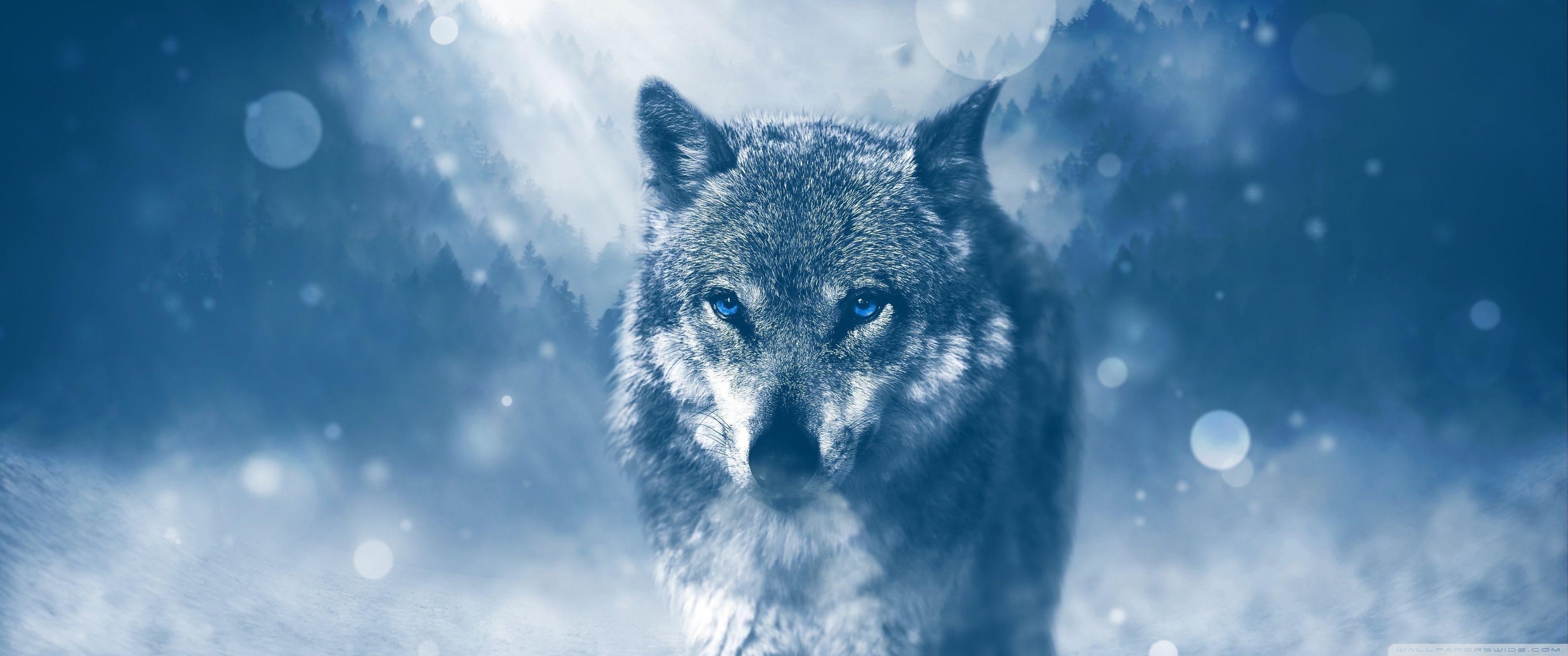 3440x1440 Wolf Winter Ultra HD Desktop Background .