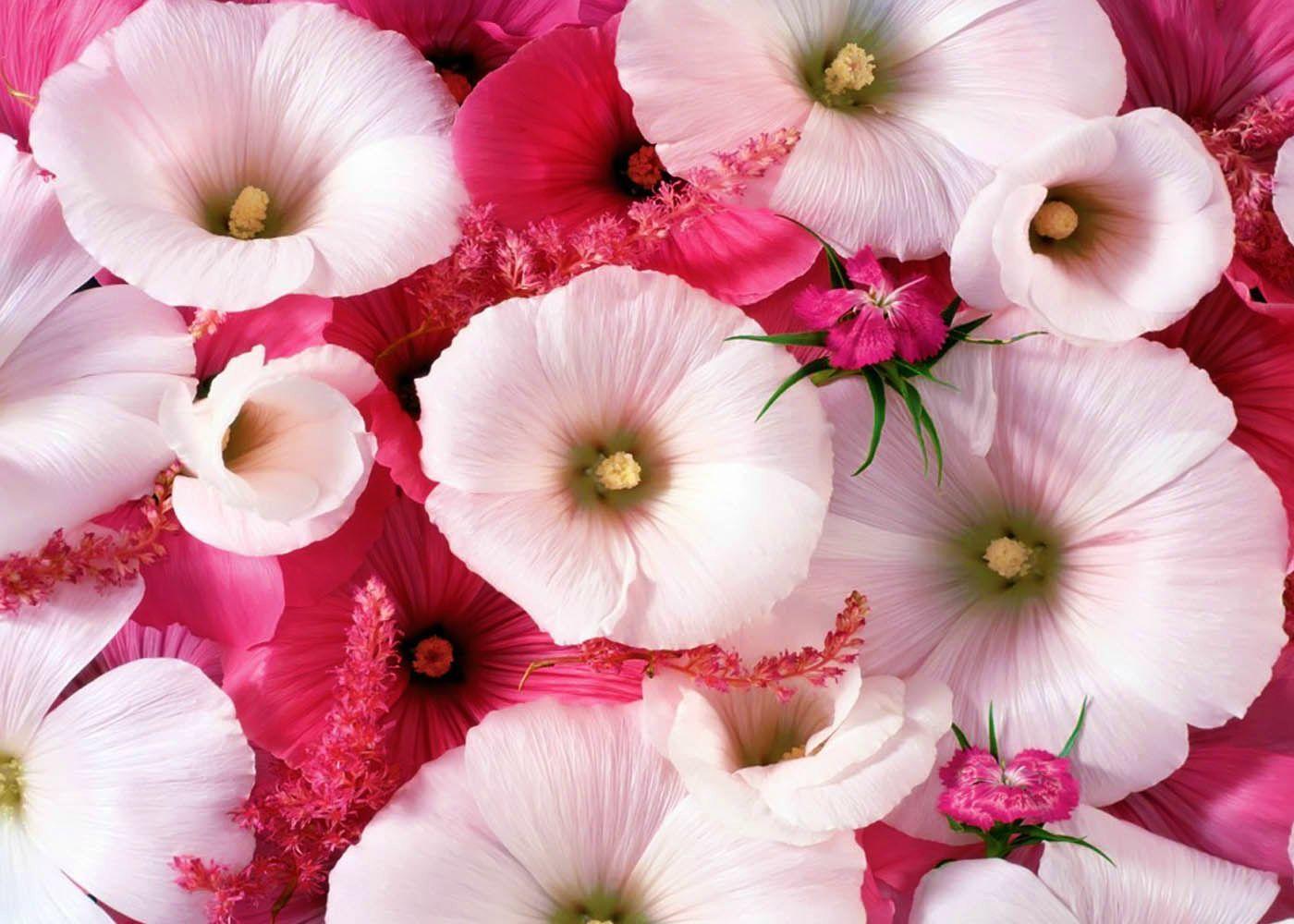 Beautiful Flowers Hd Wallpapers Full Size - 500 Flower Pictures Hd