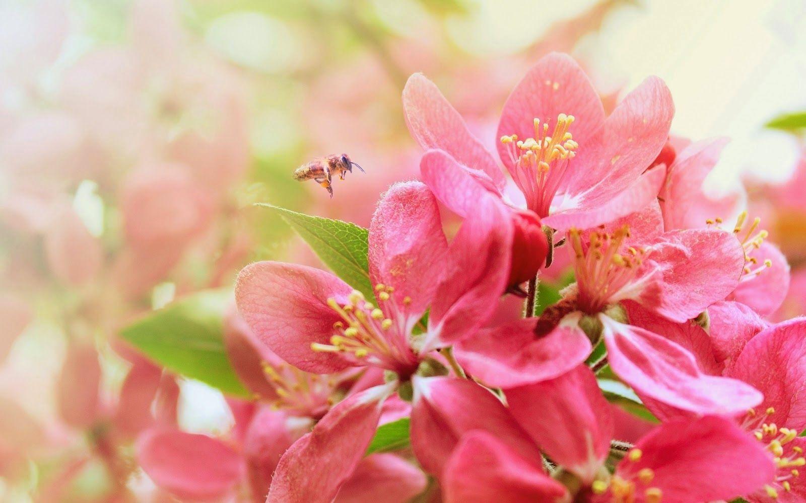 Beautiful Flowers  Pink Flowers Wallpaper Download  MobCup