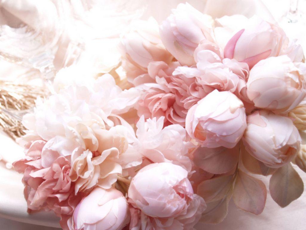 1024x768 Peony Wallpaper. Pink Peony Wallpaper, Peony Wallpaper and Wisteria Peony Wallpaper