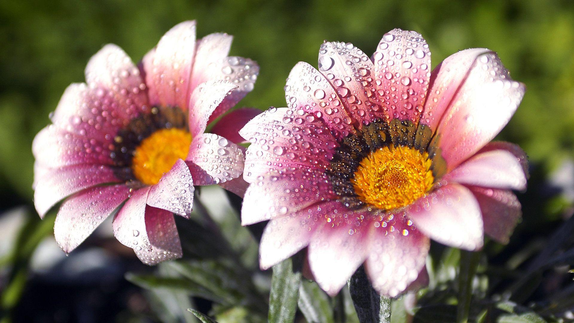 World s Most Beautiful Flowers Wallpapers Top Nh ng H nh nh p World s Most Beautiful Flowers Wallpapers Top Nh ng H nh nh p