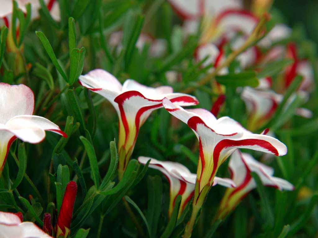 1024x768 flowers for flower lovers.: Beautiful flowers wallpaper