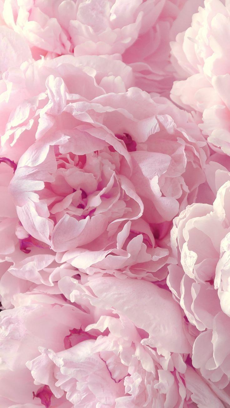 736x1308 Peonies Wallpaper HD iPhone