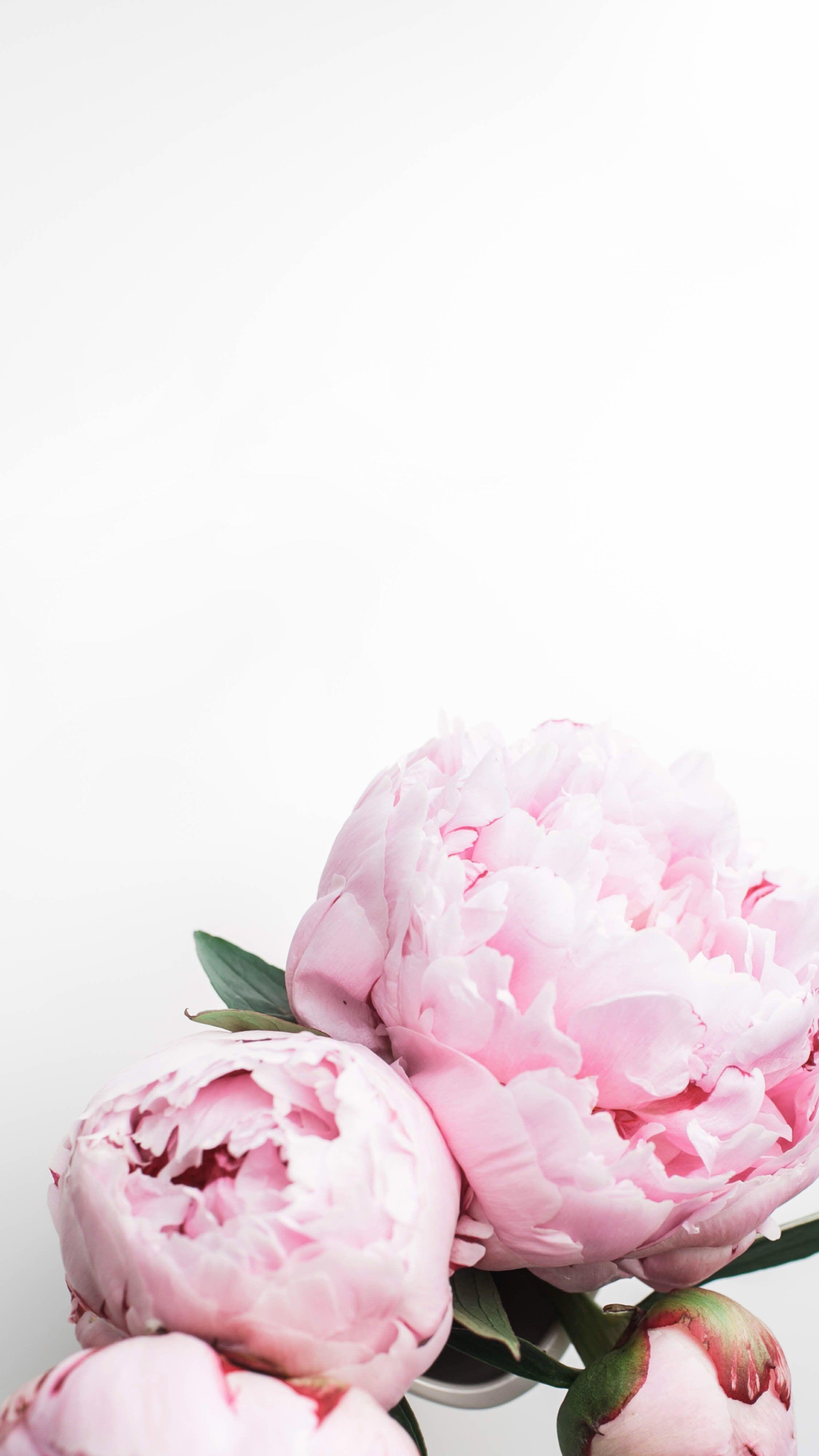 2250x4000 Peony Flower Quotes HD Wallpaper