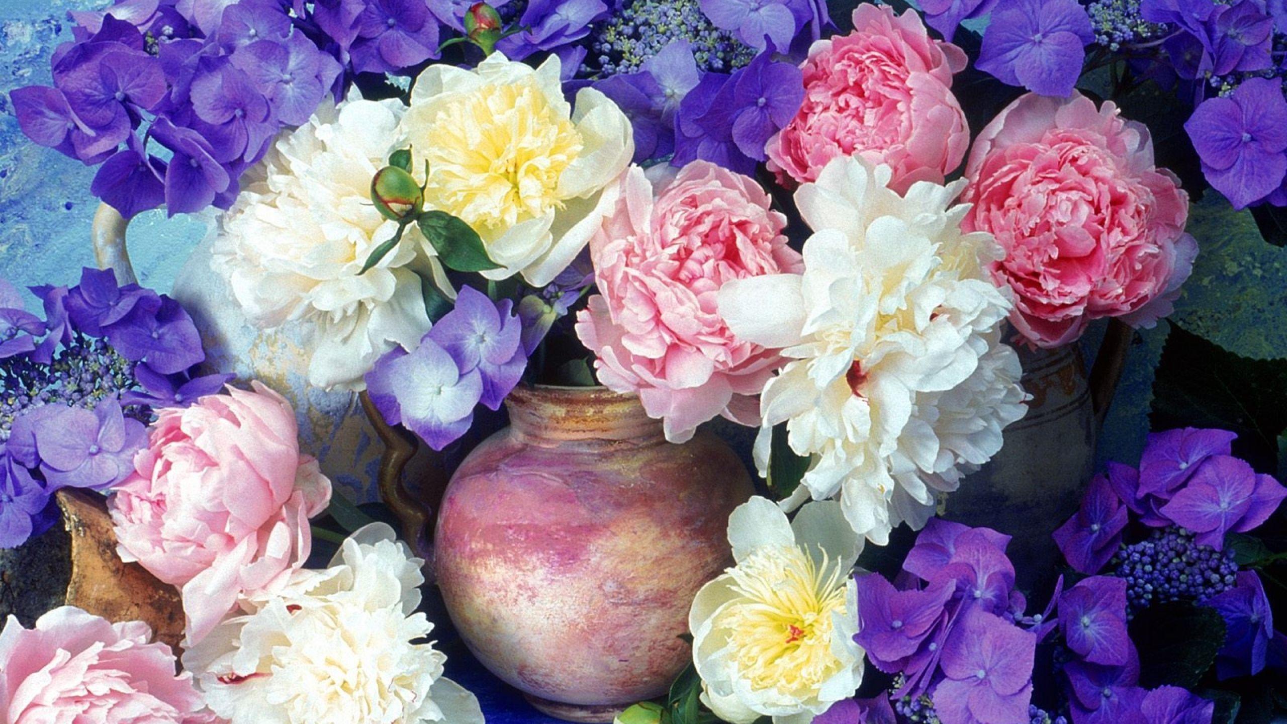2560x1440 Blue Peony Flower Wallpaper