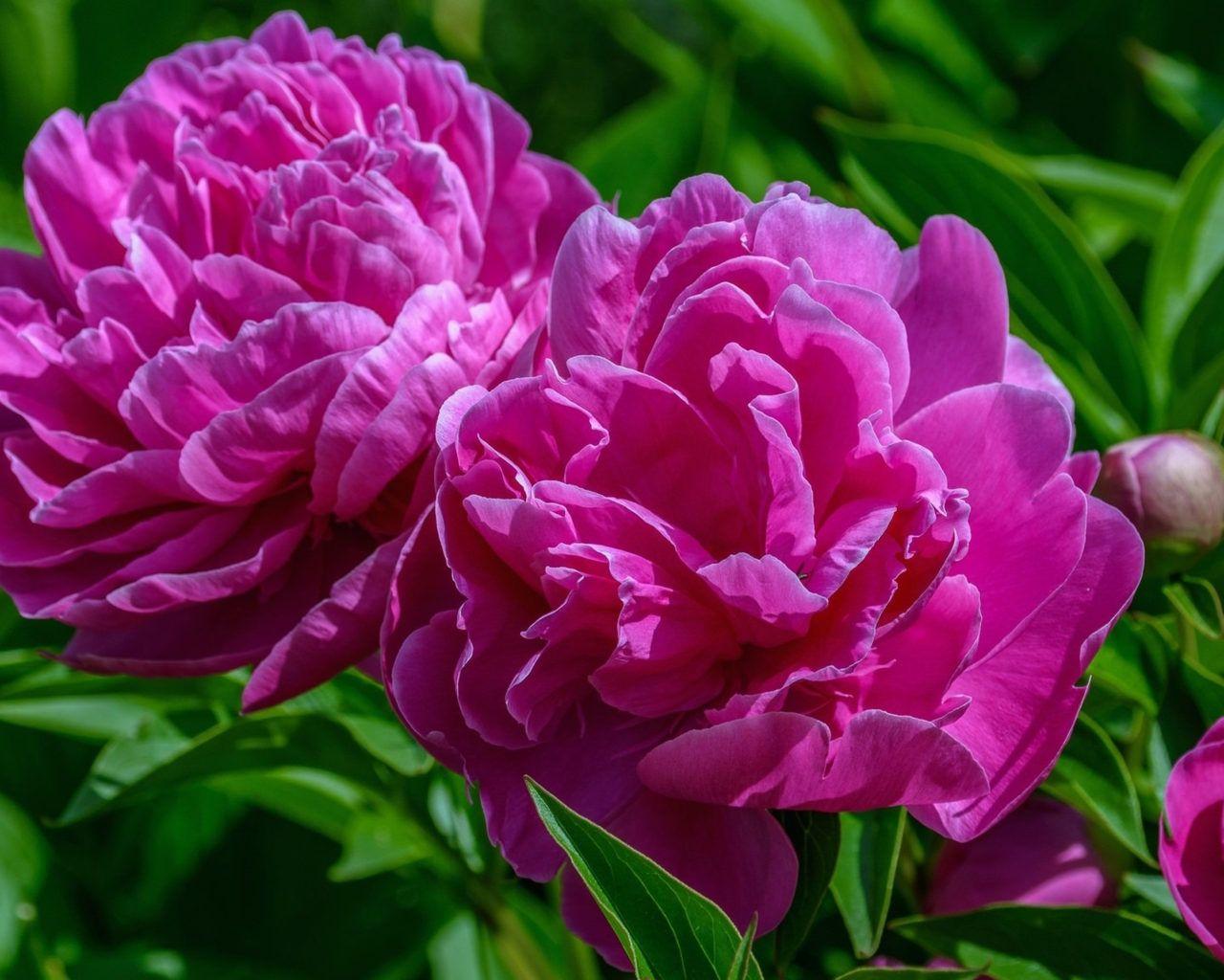 Peonies HD Wallpapers Top Free Peonies HD Backgrounds WallpaperAccess