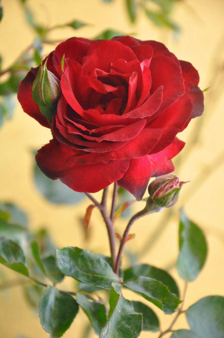 Hd Wallpapers Red Rose Flower For Mobile
