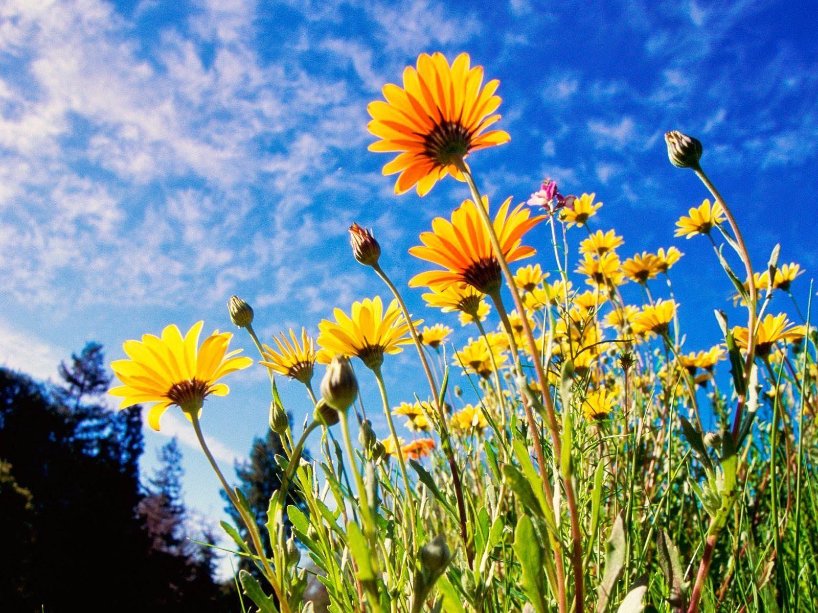1600x1200 World Beautiful Flowers Wallpaper Gallery (70 Plus) PIC WPW5014616