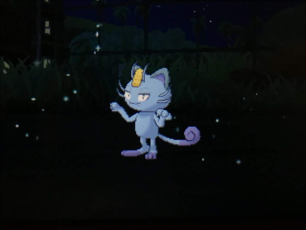 1024x768 Shiny Pumpkaboo and Alolan Meowth! :D. Shiny Pokemon Amino Amino