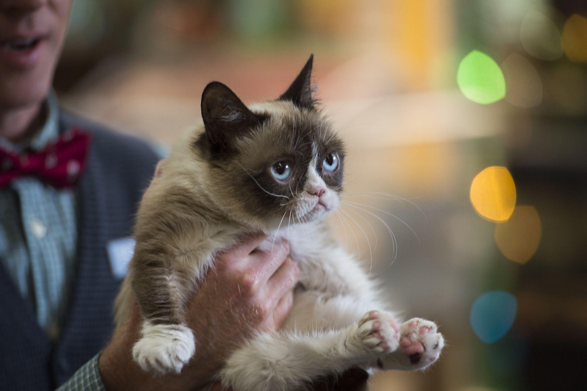 2000x1331 Should You Watch 'Grumpy Cat's Worst Christmas Ever'? A Handy Personalized Guide