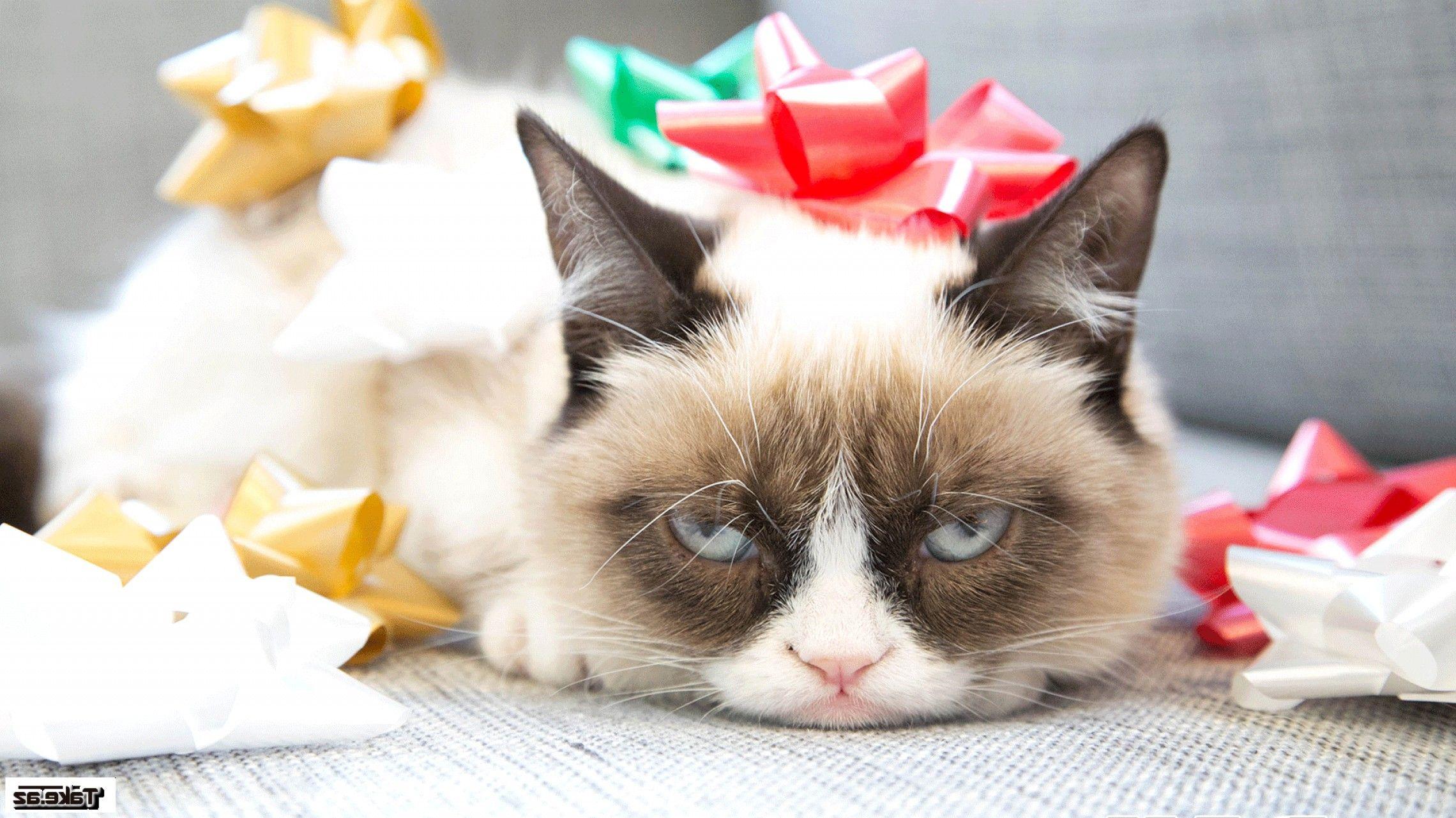 Grumpy Cat Christmas Wallpapers - Top Free Grumpy Cat Christmas ...