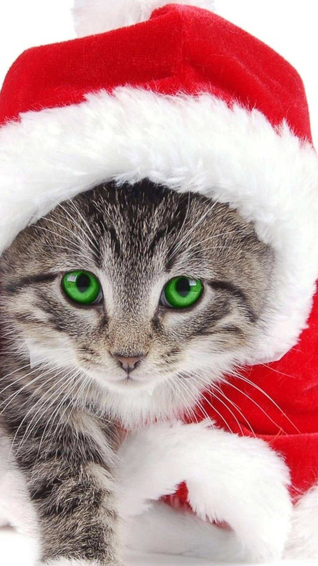 1080x1920 Mobile Cat Wallpaper, iPhone, Smartphone HD Wallpaper. Cat phone wallpaper, Christmas cats, Cat wallpaper