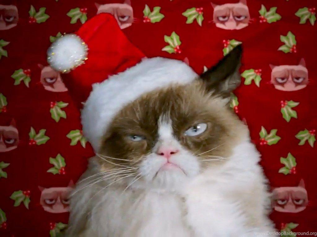 Grumpy Cat Christmas Wallpapers - Top Free Grumpy Cat Christmas ...