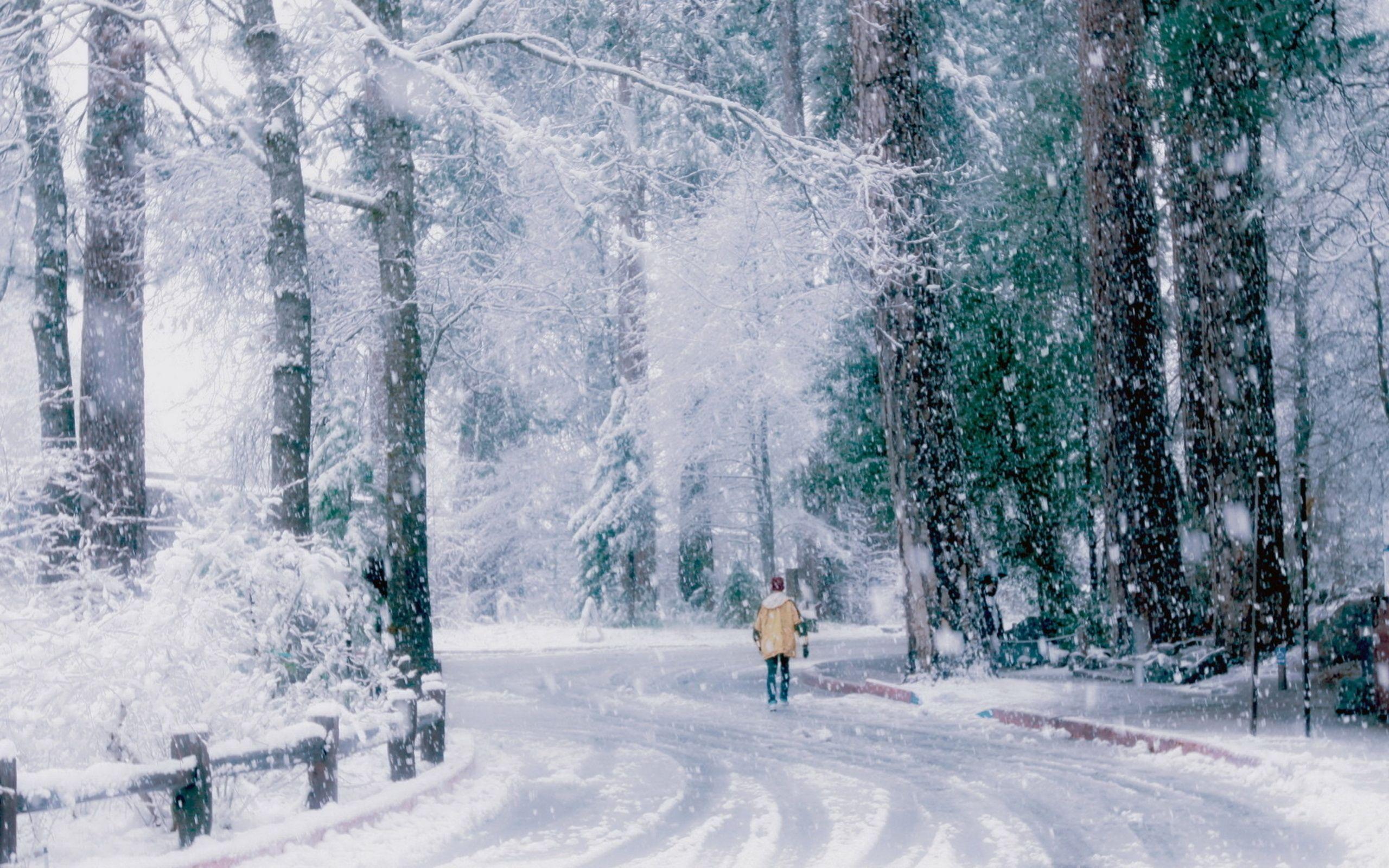 2560x1600 Winter trees snow road wallpaperx1600