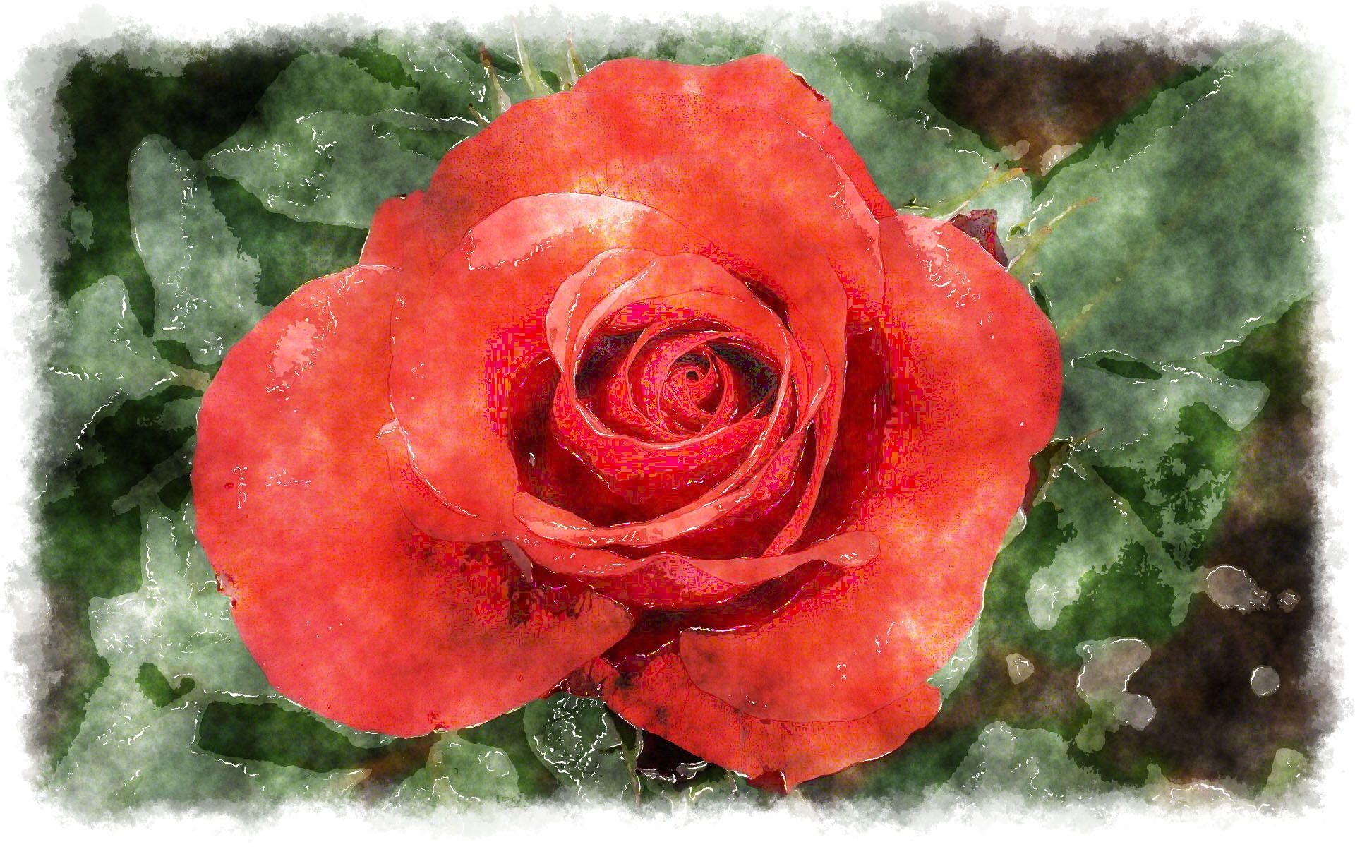 1920x1200 Free download Rose Red Watercolor House World Paper Photo Photo Decoration [1920x1200] for your Desktop, Mobile & Tablet. Explore Watercolor Wallpaper for The Home. Crow Wallpaper for Home Walls