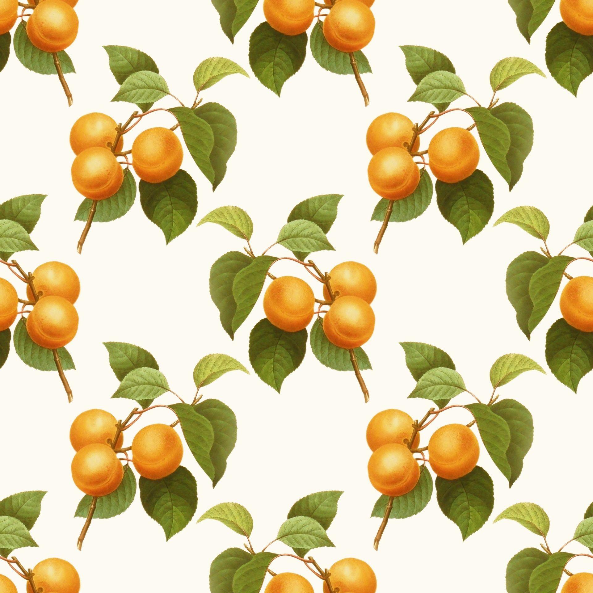 apricot-wallpapers-top-free-apricot-backgrounds-wallpaperaccess