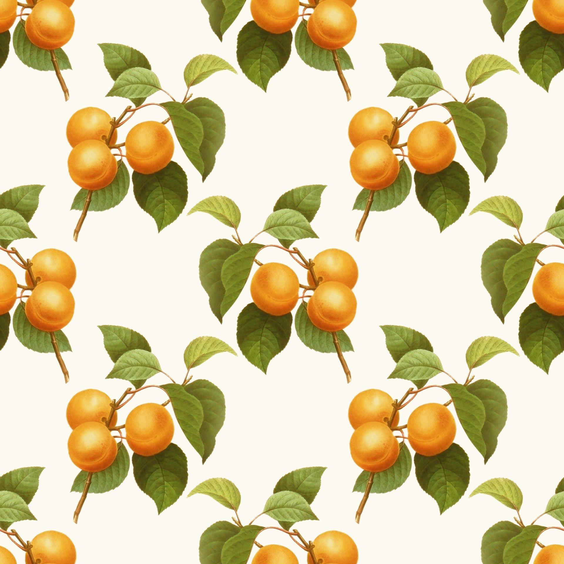 Apricot Wallpapers - Top Free Apricot Backgrounds - WallpaperAccess