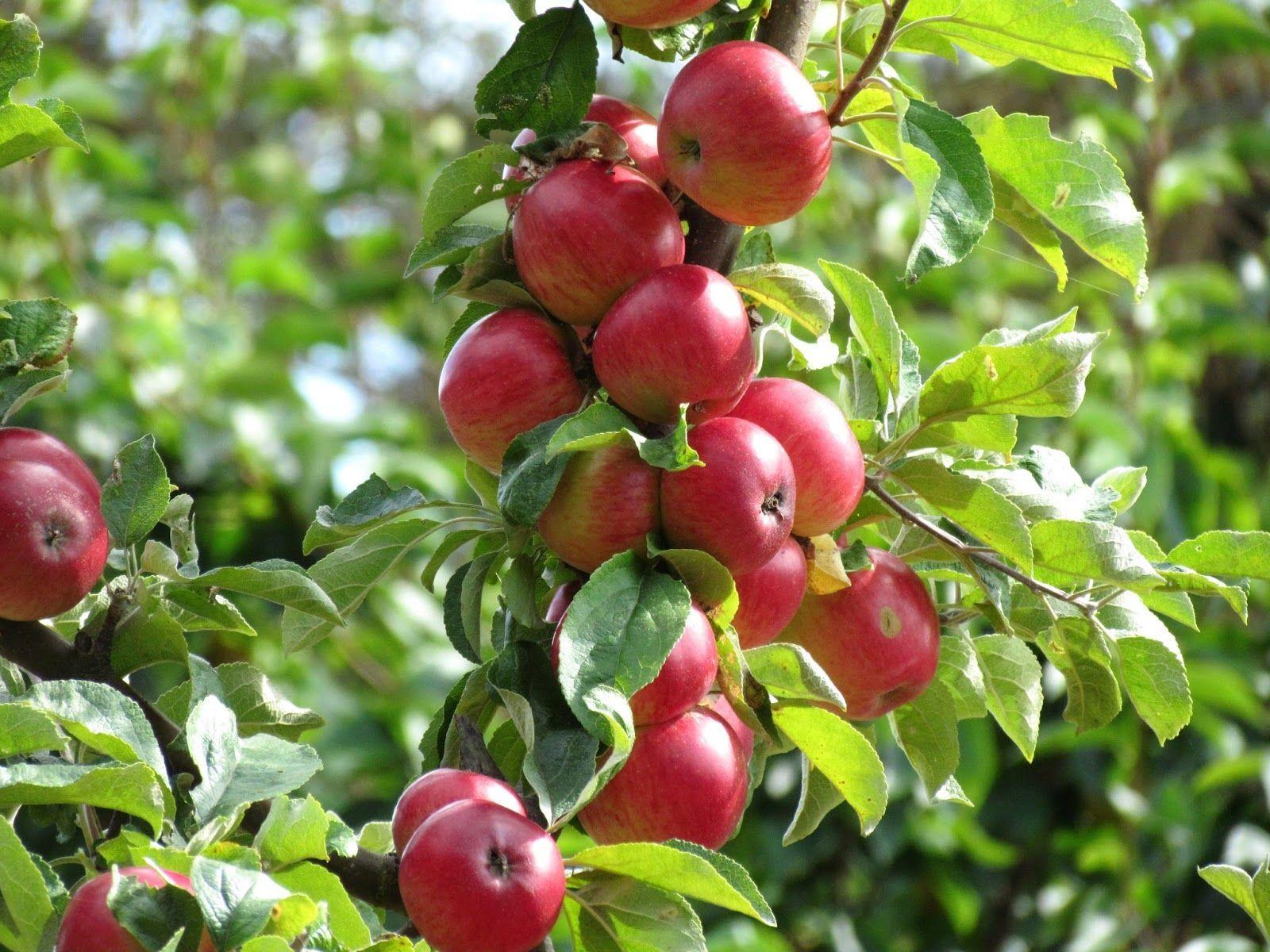 1600x1200 Apple Tree Wallpaper. Apple plant, Apple garden, Apple tree