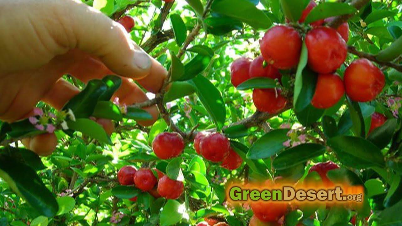 1280x720 fruit trees that will have you eating for the whole year!