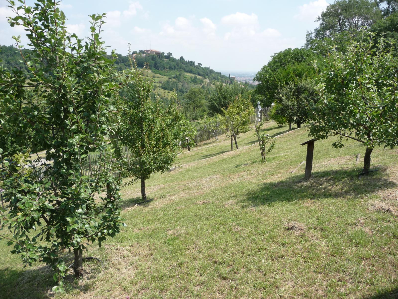 1600x1200 Fruit Garden in Villa Ghigi