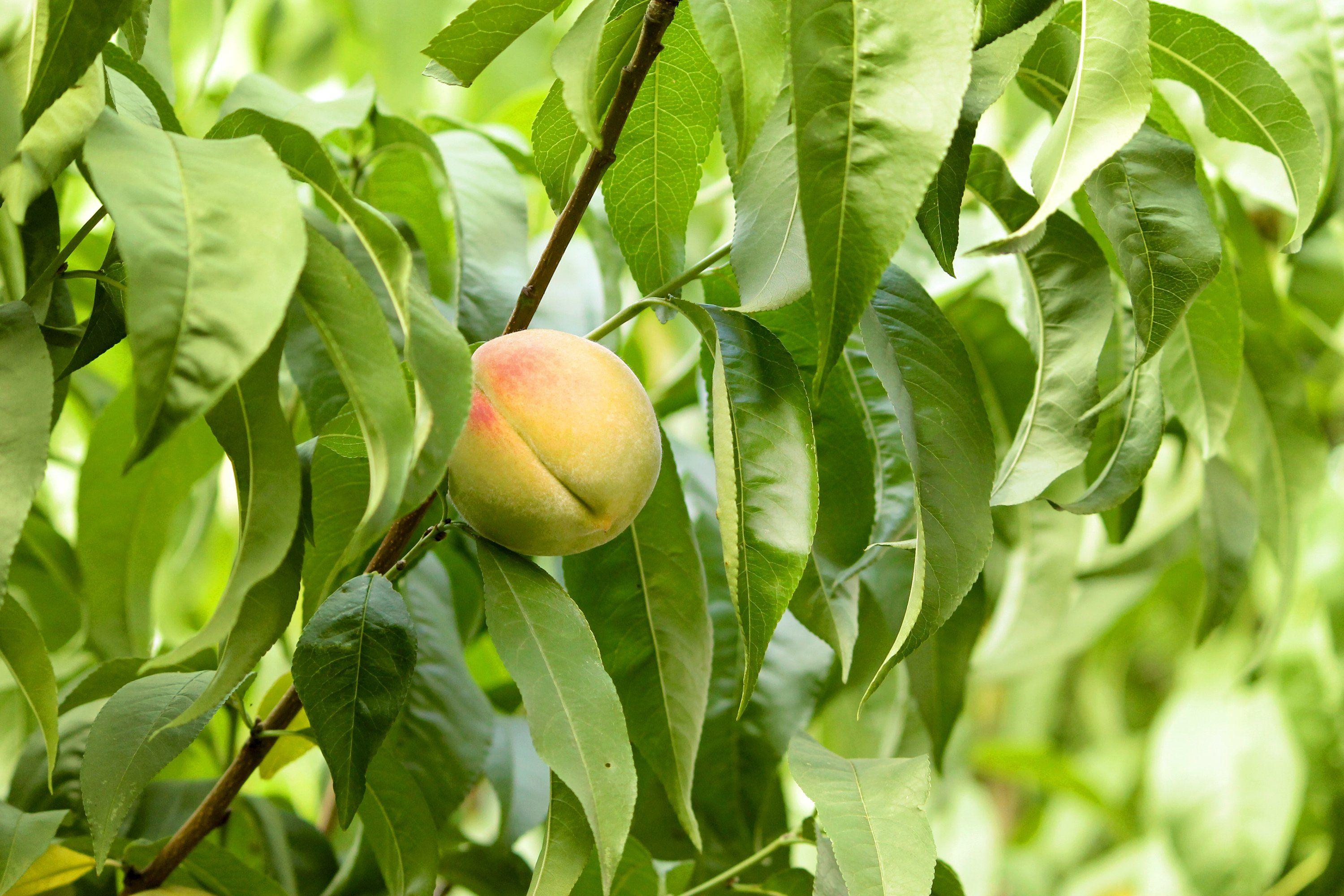 3000x2000 Peach fruit tree leaves ripe garden wallpaperx2000