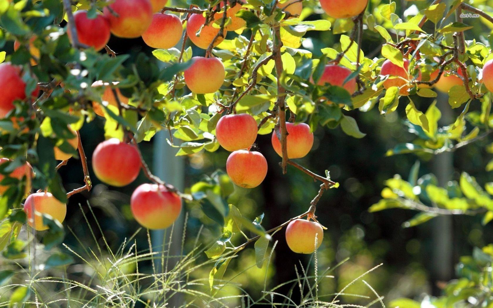 1680x1050 desktop picture of an apple tree wallpaper. Apple cider vinegar dosage, Apple, Apple tree